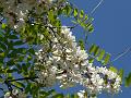 Black Locust Tree